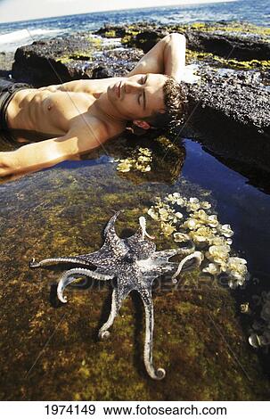Stock Photo - Hawaii, Oahu, Day Octopus (Octopus Cyanea) Sitting In Shallow Water With Male Model In The Background.. Fotosearch