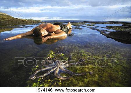 Stock Photograph - Hawaii, Oahu, Day Octopus (Octopus Cyanea) Sitting In Shallow Water With Male Model In The Background.. Fotosearch