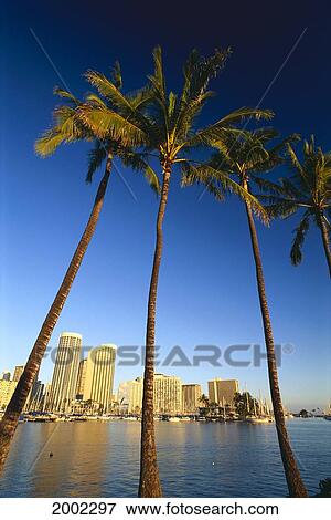Hawaii, Oahu, Daytime View Of Waikiki Skyline And Harbor, Palm Trees In Foreground View Large Photo Image Stock Photo - Hawaii, Oahu, Daytime View Of Waikiki Skyline And Harbor, Palm Trees In Foreground. Fotosearch