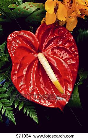 Hawaii, Oahu, Detail Of An Antherium Flower. View Large Photo Image Picture - Hawaii, Oahu, Detail Of An Antherium Flower.. Fotosearch