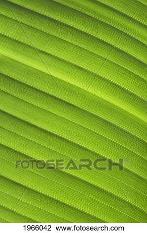Hawaii, Oahu, Detail Of Tropical Green Leaf. View Large Photo Image Stock Image - Hawaii, Oahu, Detail Of Tropical Green Leaf.. Fotosearch