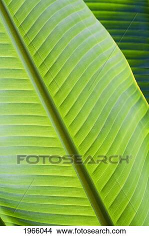 Hawaii, Oahu, Detail Of Vibrant Tropical Leaves. View Large Photo Image Picture - Hawaii, Oahu, Detail Of Vibrant Tropical Leaves.. Fotosearch