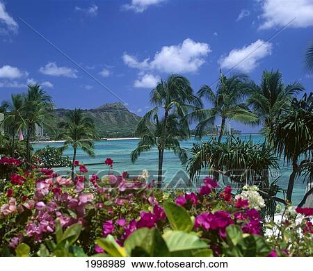 Hawaii, Oahu, Diamond Head, Palm Trees, Waikiki Beach, Colorful Pink Flowers, B1508 View Large Photo Image Stock Photo - Hawaii, Oahu, Diamond Head, Palm Trees, Waikiki Beach, Colorful Pink Flowers, B1508. Fotosearch