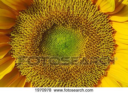 Stock Photo - Hawaii, Oahu, Diamond Head, Sunflower (Helianthus Annuus) Close Up.. Fotosearch
