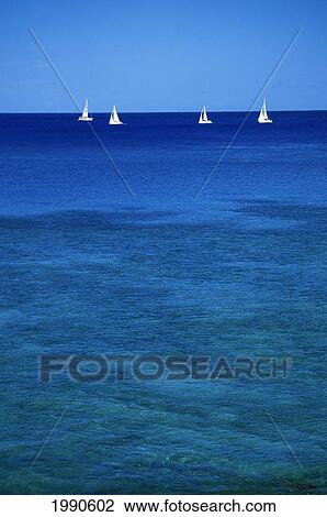 Hawaii, Oahu, Distant View Of Sailing Regatta In Calm Blue Ocean, Blue Skies View Large Photo Image Stock Image - Hawaii, Oahu, Distant View Of Sailing Regatta In Calm Blue Ocean, Blue Skies. Fotosearch