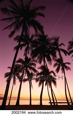 Hawaii, Oahu, Dramatic Purple Sunset Through Silhouetted Palm Trees, Ocean View Large Photo Image Picture - Hawaii, Oahu, Dramatic Purple Sunset Through Silhouetted Palm Trees, Ocean. Fotosearch