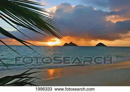 Stock Image - Hawaii, Oahu, Dramatic Sunrise At Lanikai Beach, Mokulua Islands, Palm Frond. Fotosearch