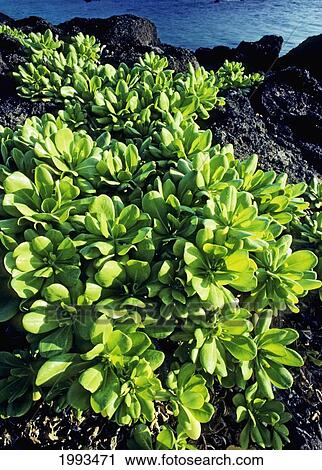 Stock Image - Hawaii, Oahu, Eastern Shore, Laupaka Plant Growing Along The Costline. Fotosearch