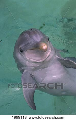 Hawaii, Oahu, Face Of Dolphin At Sea Life Park, B1878 View Large Photo Image Stock Image - Hawaii, Oahu, Face Of Dolphin At Sea Life Park, B1878. Fotosearch