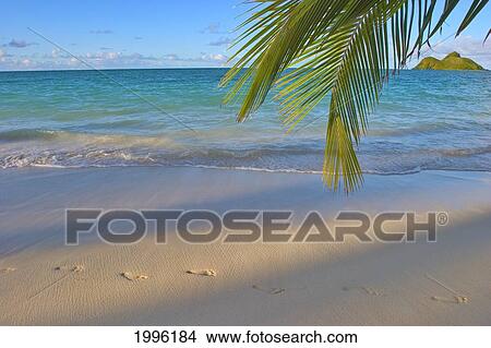 Picture - Hawaii, Oahu, Footprints In The Sand At Lanikai Beach Palm Frond And Mokulua Islands. Fotosearch