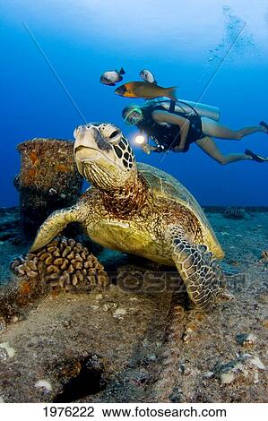 Stock Image - Hawaii, Oahu, Green Sea Turtle (Chelonia Mydas) Over Reef, Scuba Diver Nearby.. Fotosearch