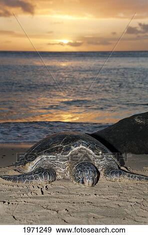 Stock Photo - Hawaii, Oahu, Green Sea Turtle (Chelonia Mydas) Resting On Sandy Shore, Sunset Over Ocean.. Fotosearch