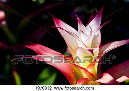 Hawaii, Oahu, Guzmania Apache Flower. View Large Photo Image Stock Image - Hawaii, Oahu, Guzmania Apache Flower.. Fotosearch