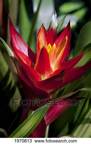 Stock Image - Hawaii, Oahu, Guzmania 'michel' Flower.. Fotosearch