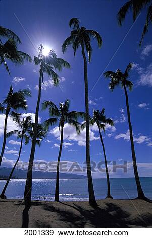 Stock Photo - Hawaii, Oahu, Haleiwa Beach Park Upward View Palm Trees On Beach. Fotosearch