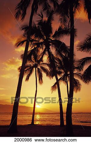 Hawaii, Oahu, Haleiwa Sun Setting Behind Mountains, Tall Palms View Large Photo Image Stock Photograph - Hawaii, Oahu, Haleiwa Sun Setting Behind Mountains, Tall Palms. Fotosearch