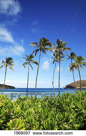 Hawaii, Oahu, Hanauma Bay Nature Preserves View Large Photo Image Stock Photo - Hawaii, Oahu, Hanauma Bay Nature Preserves. Fotosearch