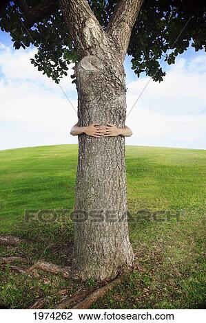 Stock Image - Hawaii, Oahu, Hands Around The Trunk Of A Tree.. Fotosearch