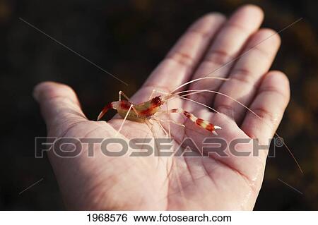 Stock Photograph - Hawaii, Oahu, Hawaii, Oahu, Candycane Shrimp Or Coral Banded Shrimp (Stenopus Hispidus) On A Palm. Fotosearch