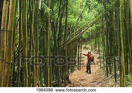 Hawaii, Oahu, Hiker In Bamboo Forest On Moleka Trail Above Makiki. View Large Photo Image Stock Photo - Hawaii, Oahu, Hiker In Bamboo Forest On Moleka Trail Above Makiki.. Fotosearch