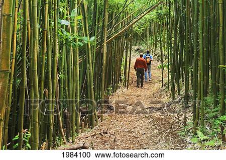 Stock Image - Hawaii, Oahu, Hikers In Bamboo Forest On Moleka Trail Above Makiki.. Fotosearch