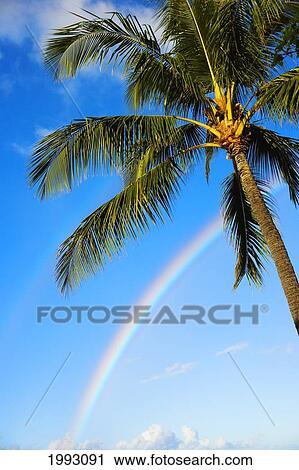 Hawaii, Oahu, Honolulu, Ala Moana Beach Park, Palm Tree And Rainbow View Large Photo Image Stock Image - Hawaii, Oahu, Honolulu, Ala Moana Beach Park, Palm Tree And Rainbow. Fotosearch