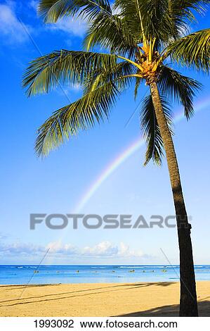 Hawaii, Oahu, Honolulu, Ala Moana Beach Park, Palm Tree And Rainbow View Large Photo Image Stock Image - Hawaii, Oahu, Honolulu, Ala Moana Beach Park, Palm Tree And Rainbow. Fotosearch