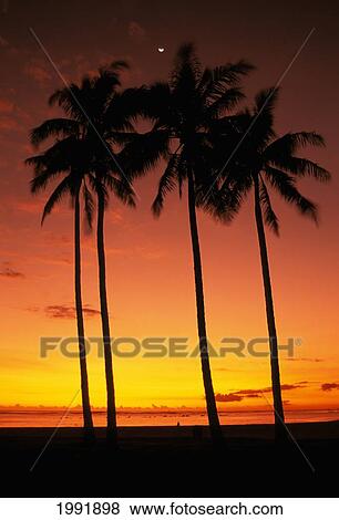 Stock Photo - Hawaii, Oahu, Honolulu, Ala Moana Beach Park, Palm Trees Silhouetted At Sunset, Orange Sky.. Fotosearch