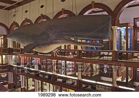 Stock Photo - Hawaii, Oahu, Honolulu, Bishop Museum, Hawaiian Hall With Sperm Whale Exhibit.. Fotosearch
