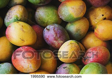 Stock Image - Hawaii, Oahu, Honolulu, Fresh, Ripe Mangoes For Sale At Chinatown Market Stall. Fotosearch