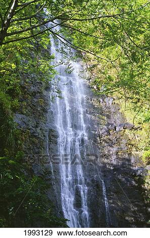 Stock Photo - Hawaii, Oahu, Honolulu, Manoa Falls, Closeup Of Waterfall Hidden In Tress. Fotosearch