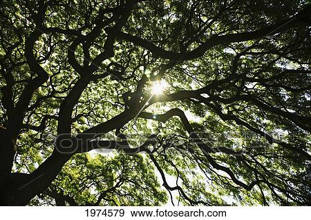 Stock Photo - Hawaii, Oahu, Huge Monkey Pod Tree With Sunlight Shinning Through Branches.. Fotosearch