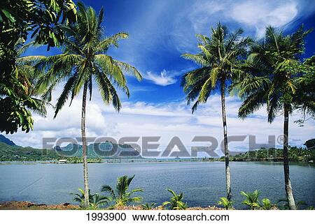 Hawaii, Oahu, Kahaluu, Restored Hawaiian Fishpond, Chinaman's Hat In Distance View Large Photo Image Stock Image - Hawaii, Oahu, Kahaluu, Restored Hawaiian Fishpond, Chinaman's Hat In Distance. Fotosearch