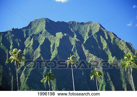 Hawaii, Oahu, Kaneohe, Palm Trees And Ko'olau Mountains Seen From Hawaii Memorial Park View Large Photo Image Stock Photo - Hawaii, Oahu, Kaneohe, Palm Trees And Ko'olau Mountains Seen From Hawaii Memorial Park. Fotosearch