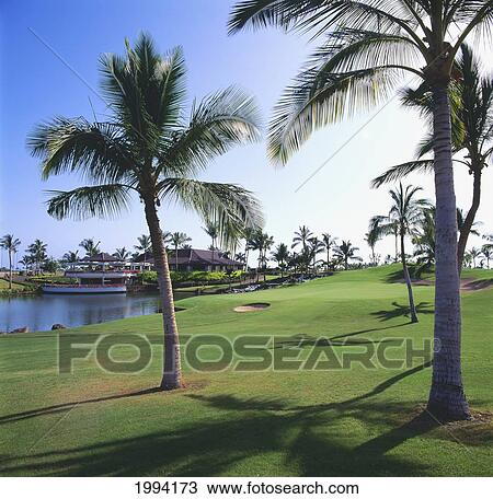 Hawaii, Oahu, Kapolei, Ko Olina Golf Club, Palm Trees Around A Pond. View Large Photo Image Stock Image - Hawaii, Oahu, Kapolei, Ko Olina Golf Club, Palm Trees Around A Pond.. Fotosearch