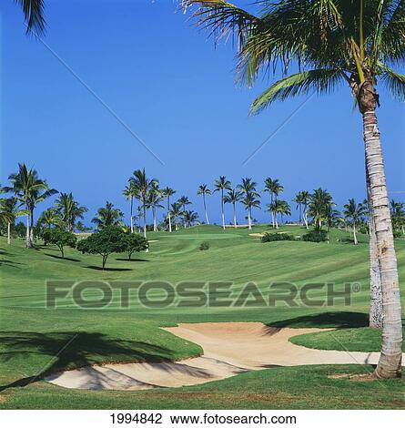 Stock Image - Hawaii, Oahu, Kapolei, Ko Olina Golf Club, Palm Trees On The Course.. Fotosearch
