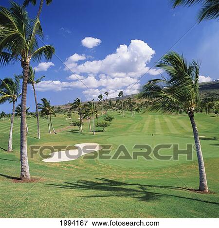 Hawaii, Oahu, Kapolei, Ko Olina Golf Club, Palm Trees On The Course. View Large Photo Image Stock Photo - Hawaii, Oahu, Kapolei, Ko Olina Golf Club, Palm Trees On The Course.. Fotosearch