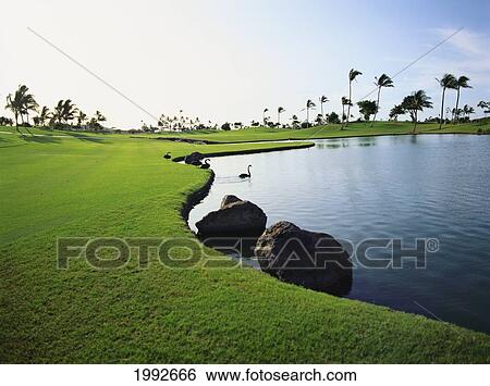 Stock Photograph - Hawaii, Oahu, Kapolei, Ko Olina Golf Club, Lake And Swans, Afternoon Sun. Fotosearch