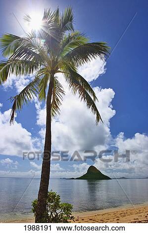 Stock Image - Hawaii, Oahu, Koloa, Chinaman's Hat Seen From A Sandy Beach, Palm Tree In Foreground. Fotosearch