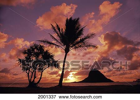 Hawaii, Oahu, Kualoa County Beach Park, Mokoli'i Island (Chinaman Hat) At Sunrise Palm Tree Foreground View Large Photo Image Stock Photo - Hawaii, Oahu, Kualoa County Beach Park, Mokoli'i Island (Chinaman Hat) At Sunrise Palm Tree Foreground. Fotosearch