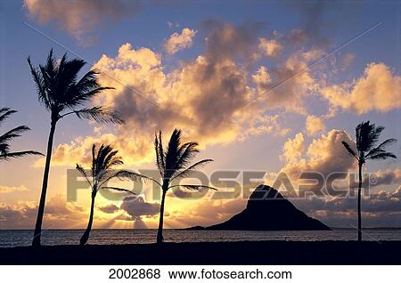 Hawaii, Oahu, Kualoa County Beach Park, Mokoli'i Island (Chinaman Hat) Silhouetted At Sunrise, Palms On Shore. View Large Photo Image Stock Photo - Hawaii, Oahu, Kualoa County Beach Park, Mokoli'i Island (Chinaman Hat) Silhouetted At Sunrise, Palms On Shore.. Fotosearch