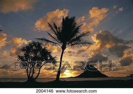 Stock Photograph - Hawaii, Oahu, Kualoa County Beach Park, Mokoli'i Island (Chinaman Hat) At Sunrise Golden Light Palm Tree In Foreground.. Fotosearch