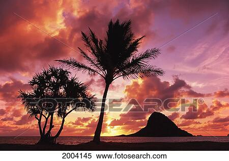 Hawaii, Oahu, Kualoa County Beach Park, Mokoli'i Island (Chinaman Hat) View At Sunrise Palm Tree In Foreground. View Large Photo Image Stock Photography - Hawaii, Oahu, Kualoa County Beach Park, Mokoli'i Island (Chinaman Hat) View At Sunrise Palm Tree In Foreground.. Fotosearch