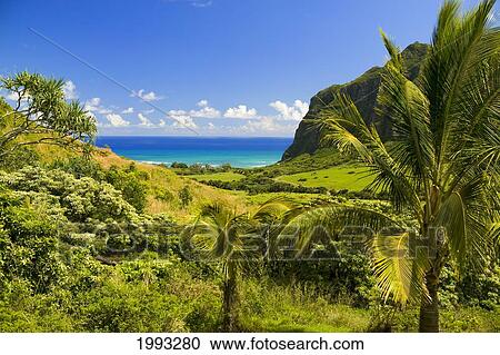Hawaii, Oahu, Kualoa Ranch, Mountains And Ocean In Distance View Large Photo Image Stock Image - Hawaii, Oahu, Kualoa Ranch, Mountains And Ocean In Distance. Fotosearch