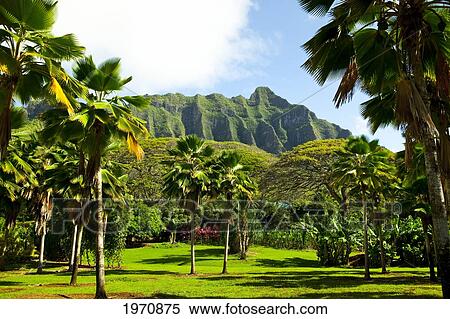 Hawaii, Oahu, Kualoa Ranch, Palm Trees And View Of Kahana Valley Ridge View Large Photo Image Stock Photography - Hawaii, Oahu, Kualoa Ranch, Palm Trees And View Of Kahana Valley Ridge. Fotosearch