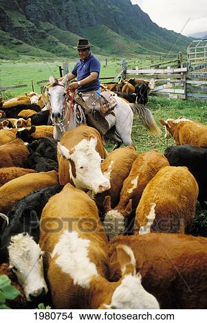 Picture - Hawaii, Oahu, Kualoa Ranch, Paniolo On Horseback Herding Cattle Into Corral.. Fotosearch