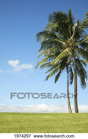 Hawaii, Oahu, Landscape Of Coconut Palm Tree On Grass. View Large Photo Image Stock Photo - Hawaii, Oahu, Landscape Of Coconut Palm Tree On Grass.. Fotosearch