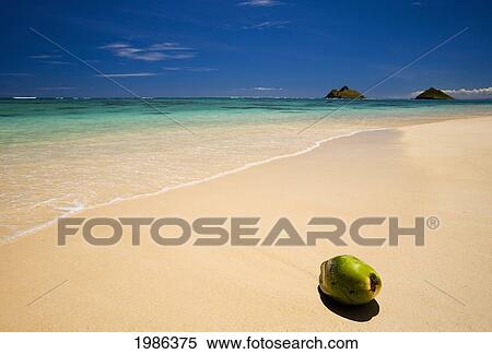 Stock Photography - Hawaii, Oahu, Lanikai Beach, A Washed Up Coconut Resting On The Sand Of A Gorgeous Tropical Beach, Mokulua Islands In Background.. Fotosearch