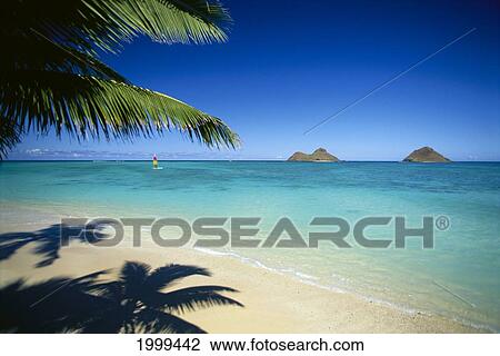 Stock Image - Hawaii, Oahu, Lanikai Beach, Hobie Cat Sailing Near Mokulua Islands, Palms C1554. Fotosearch