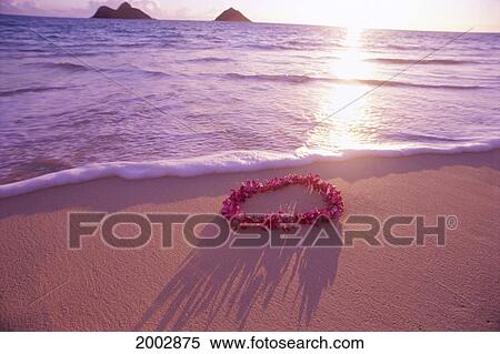 Hawaii, Oahu, Lanikai Beach, Orchid Lei On Shoreline At Sunrise, Mokulua Islands Background, Gold Reflections View Large Photo Image Stock Photography - Hawaii, Oahu, Lanikai Beach, Orchid Lei On Shoreline At Sunrise, Mokulua Islands Background, Gold Reflections. Fotosearch